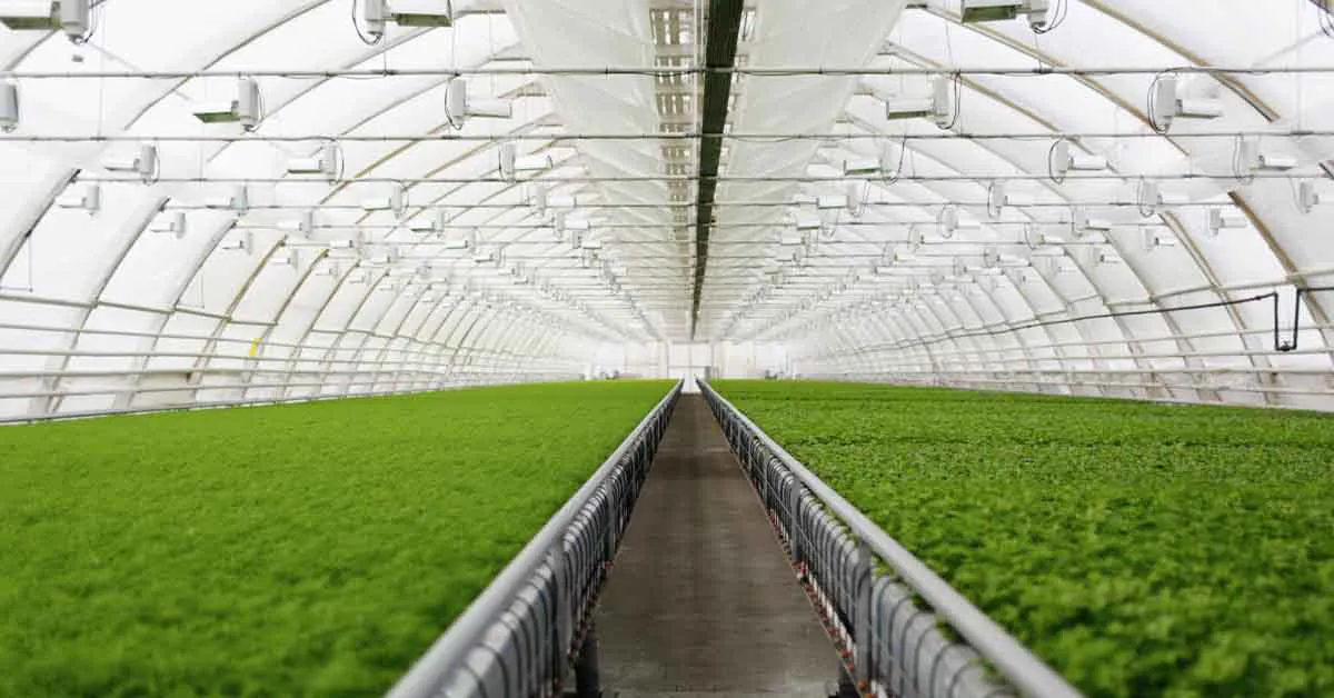 Polyhouse Farming in India: Cost, Benefits & Key Components
