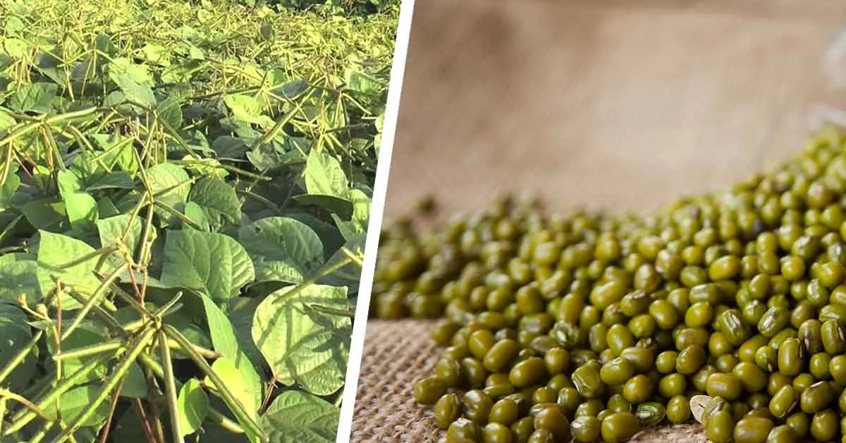 Green Gram (Moong Dal) Cultivation in India – Types, Process & Benefits