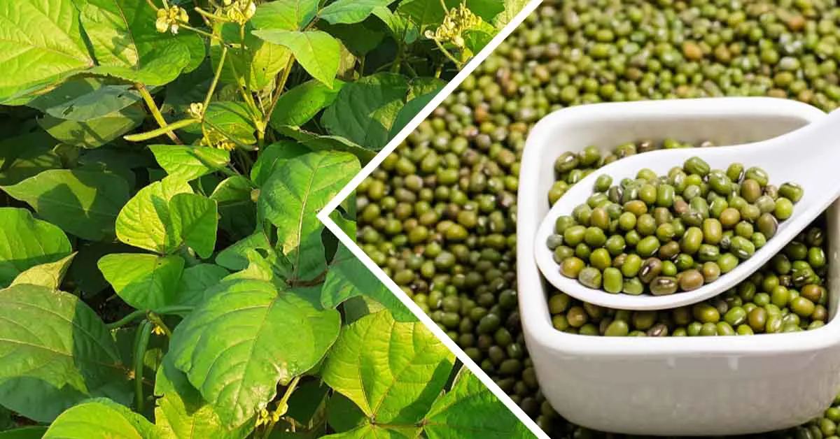 मूंग की अच्छी पैदावार प्राप्त करने के लिए रखने इन बातों का ध्यान 