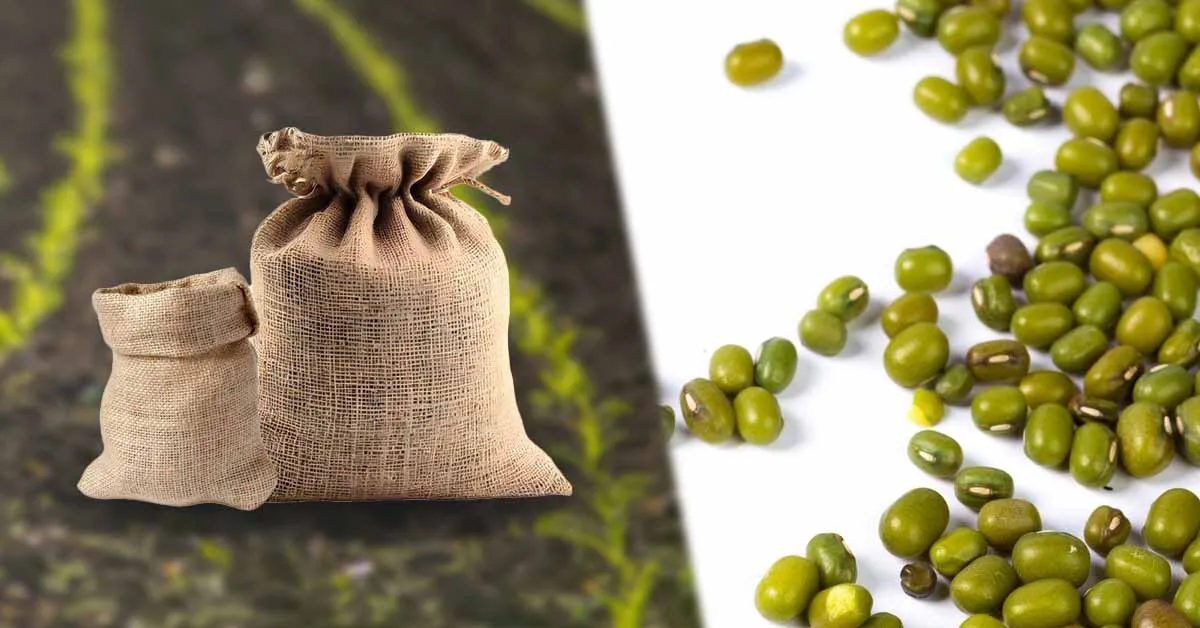 मूंग की उन्नत किस्मों के बीज अब किसानों को आसानी से होंगे उपलब्ध