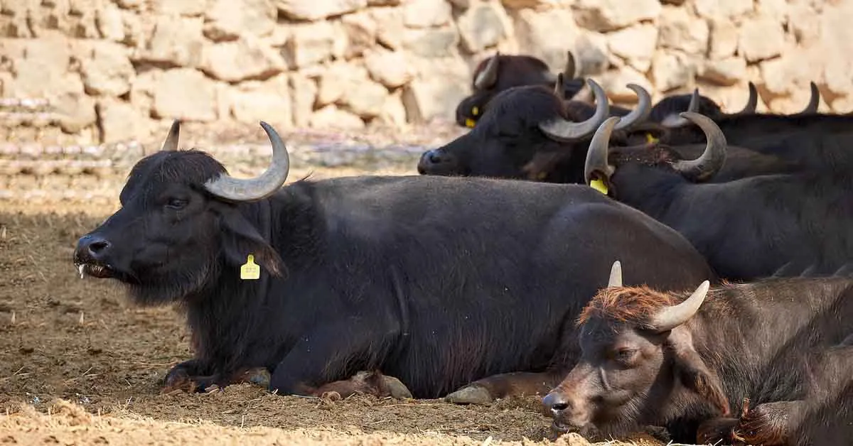 समग्र भैंस पालन योजना के तहत भैंस पालन के लिए मिलेगी 75 प्रतिशत की सब्सिडी जल्द करें आवेदन 