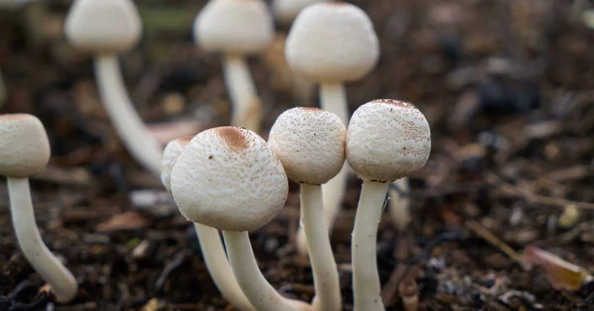 Mushroom Cultivation in India: Types, Farming Steps, Benefits & Economic Scope