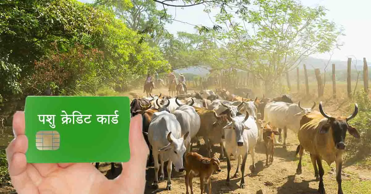 पशु किसान क्रेडिट कार्ड योजना: हरियाणा सरकार की नई योजना से किसानों को मिलेगा सस्ता लोन