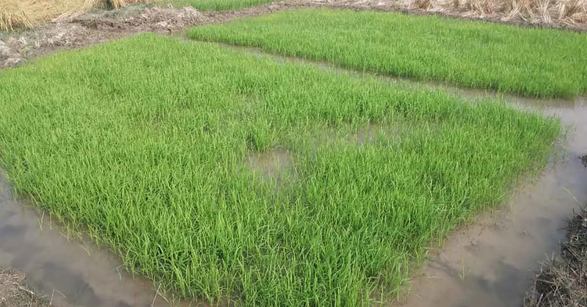 धान की नर्सरी विधियाँ: अधिक उपज के लिए सही तरीका 
