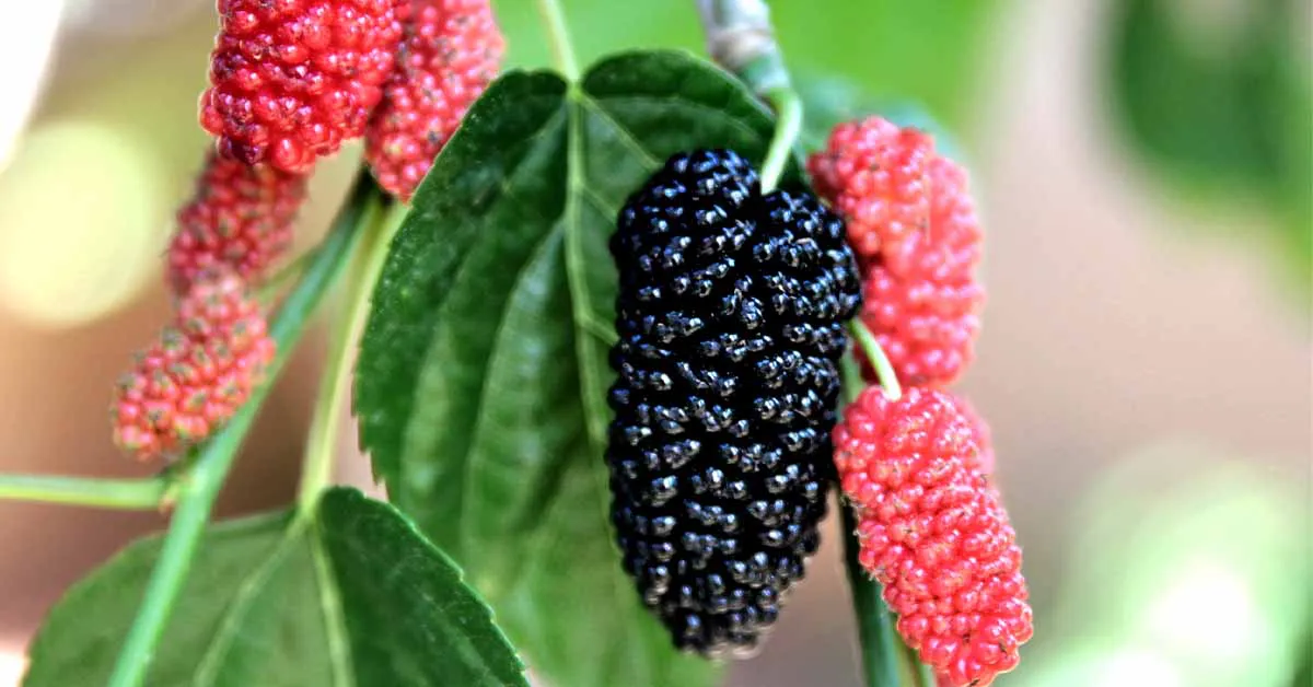 Mulberries: Types, Benefits, Cultivation & Culinary Uses in India
