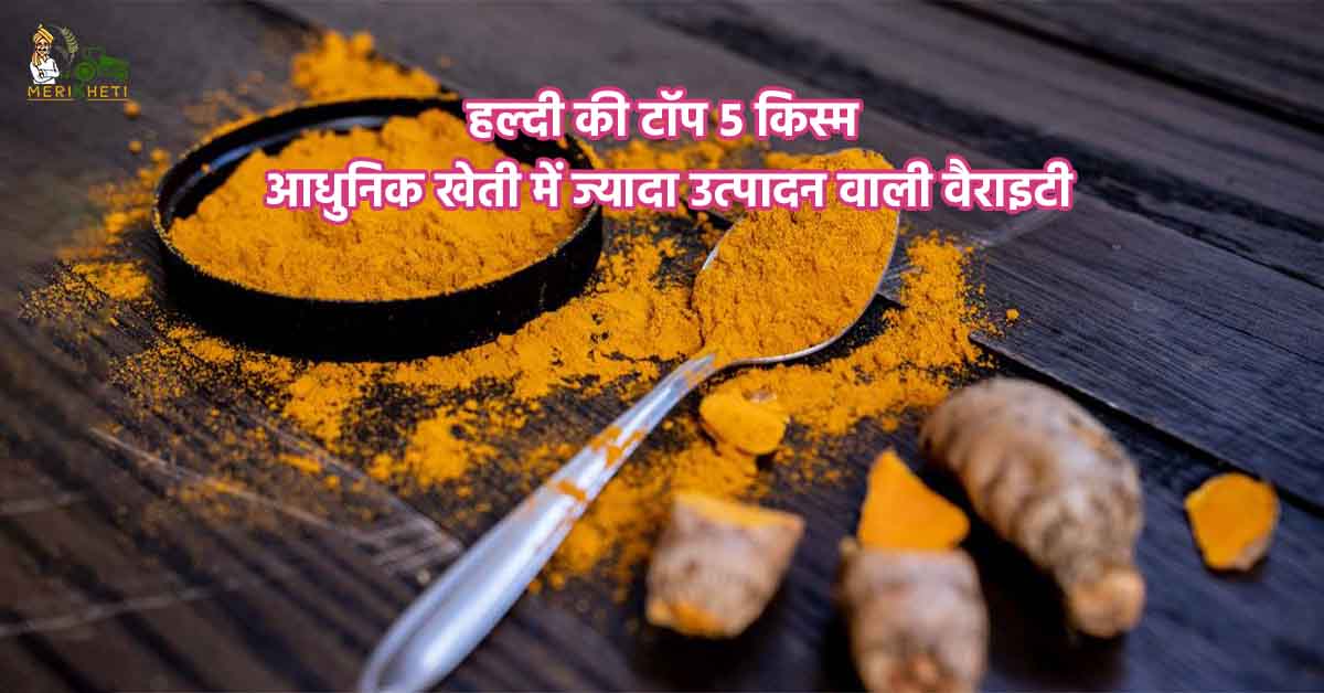 हल्दी की टॉप 5 किस्में: ज्यादा उत्पादन देने वाली प्रमुख हल्दी की वैराइटी