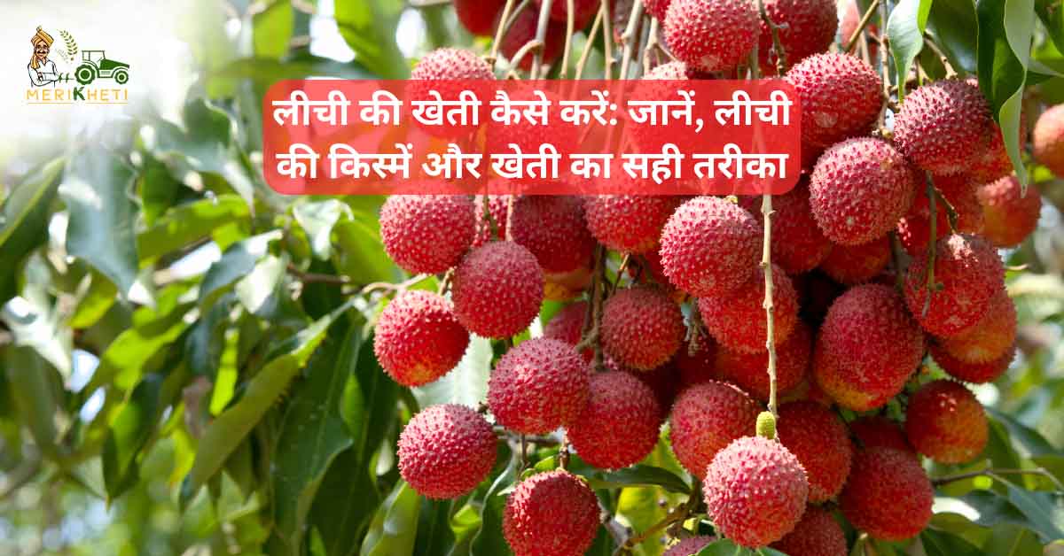 लीची की खेती कैसे करें: लीची की  किस्में और खेती का सही तरीका