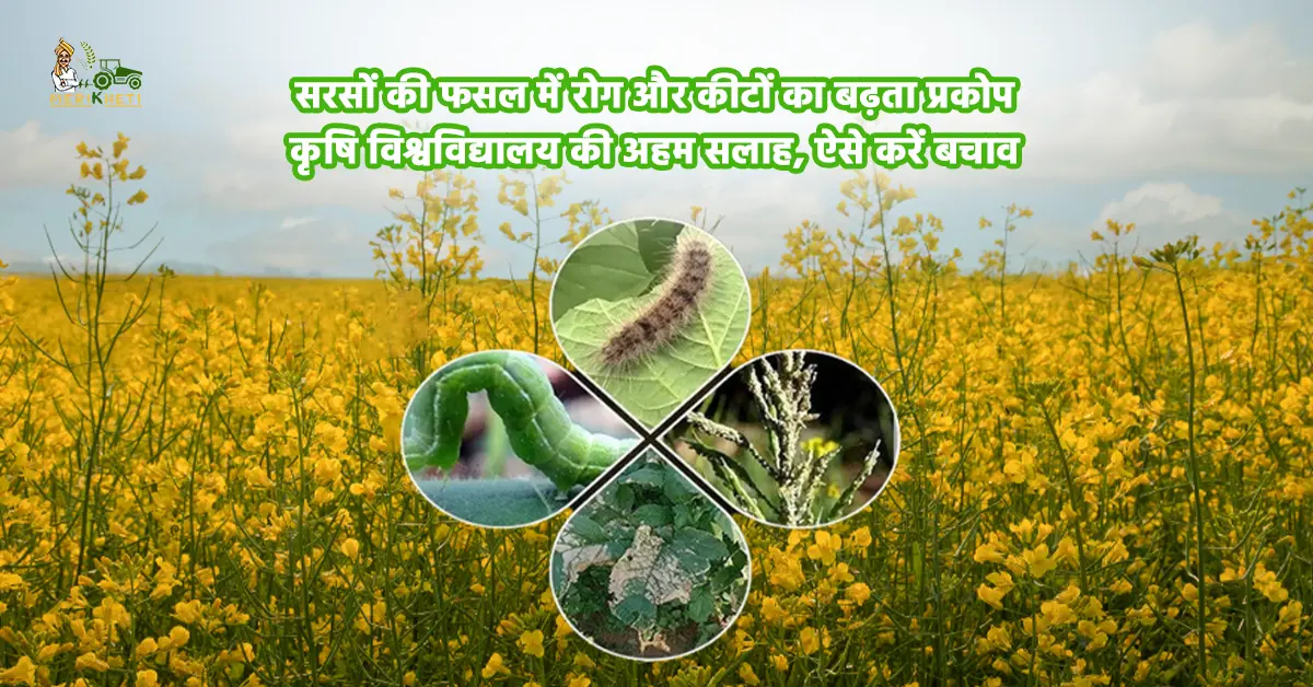 सरसों की फसल में रोग और कीटों का बढ़ता प्रकोप: कृषि विश्वविद्यालय की अहम सलाह, ऐसे करें बचाव