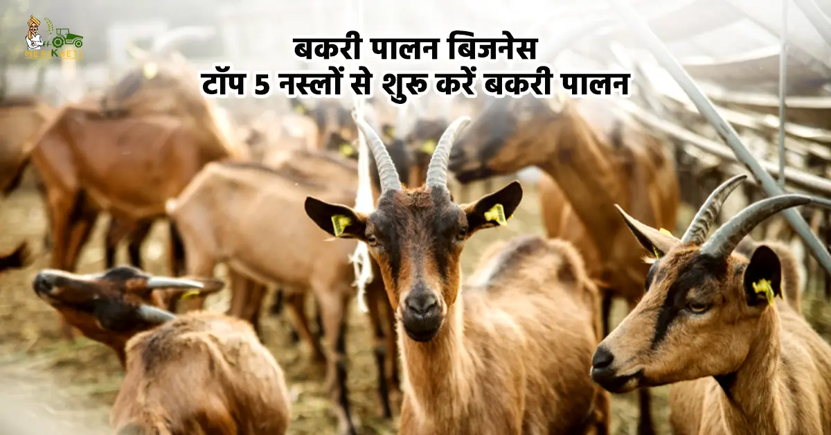बकरी पालन बिजनेस: टॉप 5 नस्लों से शुरू करें बकरी पालन, मिलेगा शानदार मुनाफा!