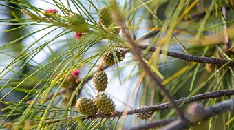 సరుగుడు చెట్టు ఎలా ఉంది, పూర్తి సమాచారం తెలుసుకోండి