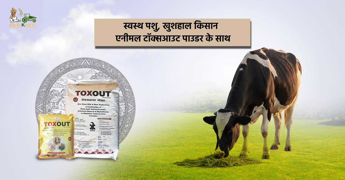 एनीमल टॉक्‍सआउट पाउडर – पशुओं के स्वास्थ्य का प्राकृतिक सुरक्षा कवच