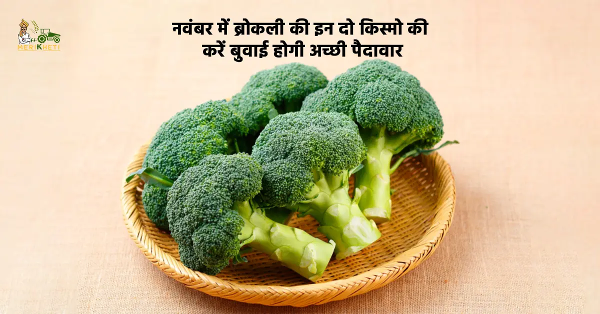 नवंबर में ब्रोकली की इन दो किस्मो की करें बुवाई होगी अच्छी पैदावार - जानें, पूरी जानकारी 