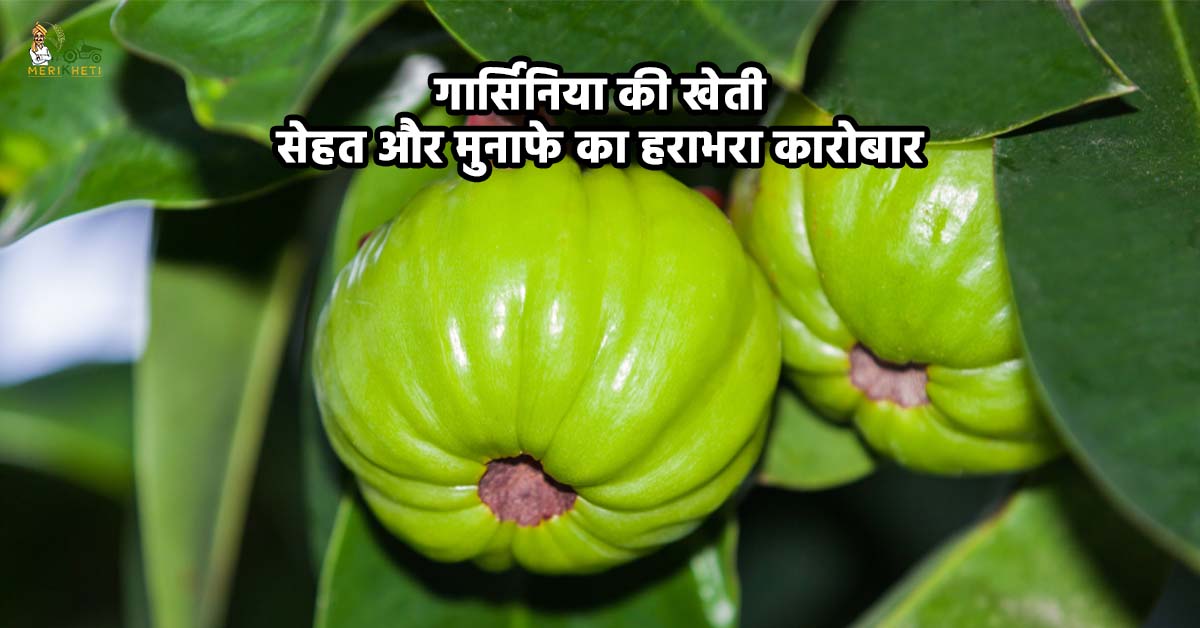 गार्सिनिया की खेती: सेहत और मुनाफे का हराभरा कारोबार
