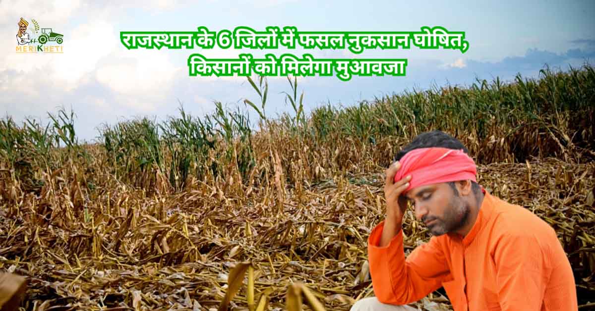 राजस्थान के 6 जिलों में फसल नुकसान घोषित, किसानों को मिलेगा मुआवजा 