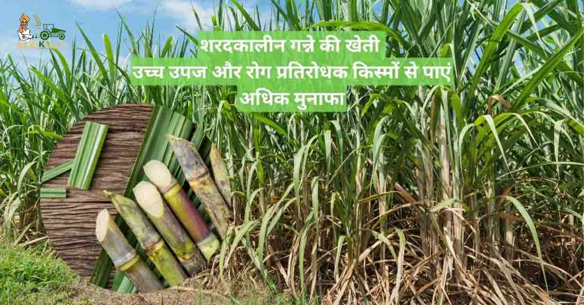 शरदकालीन गन्ने की खेती : उच्च उपज और रोग प्रतिरोधक किस्मों से पाएं अधिक मुनाफा