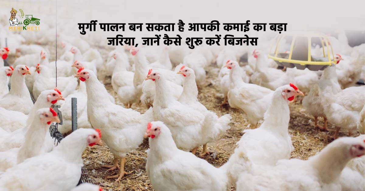 मुर्गी पालन बन सकता है आपकी कमाई का बड़ा जरिया, जानें कैसे शुरू करें बिजनेस