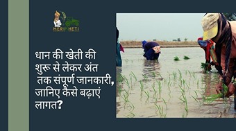 धान की खेती की शुरू से लेकर अंत तक संपूर्ण जानकारी, जानिए कैसे बढ़ाएं लागत