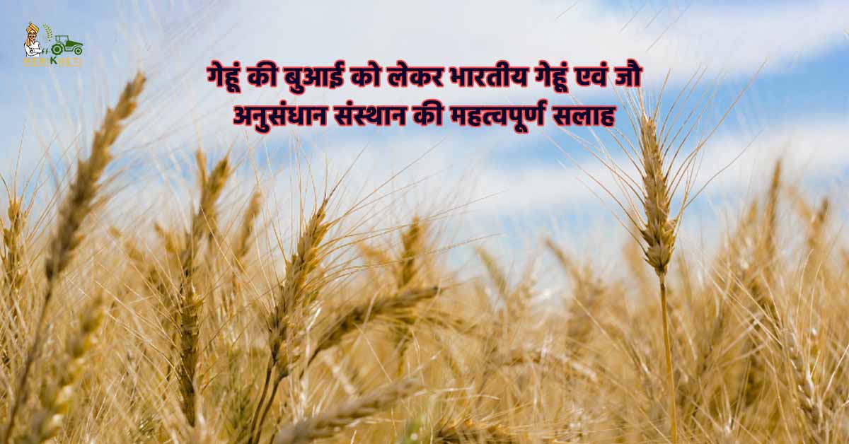 गेहूं की बुआई को लेकर भारतीय गेहूं एवं जौ अनुसंधान संस्थान की महत्वपूर्ण सलाह