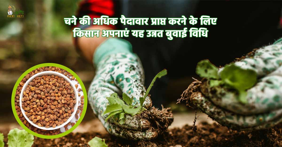 चने की अधिक पैदावार प्राप्त करने के लिए किसान अपनाएं यह उन्नत बुवाई विधि