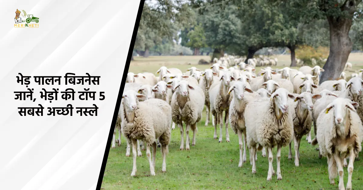 भेड़ पालन व्यवसाय - जानें, भेड़ों की टॉप 5 सबसे अच्छी नस्ले