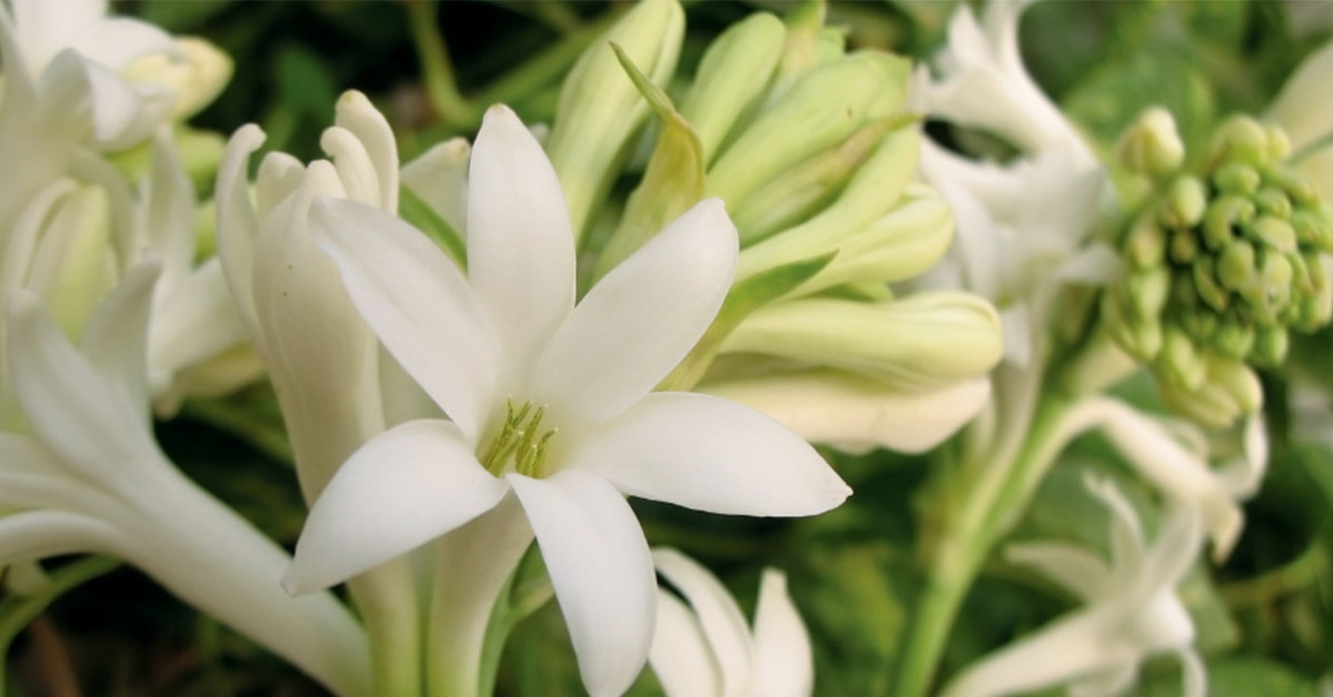 रजनीगंधा (Tuberose) की व्यावसायिक खेती से जुड़ी सम्पूर्ण जानकारी 