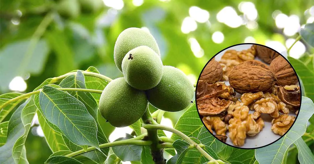 Walnuts in India: Top Varieties, Cultivation Guide, Health Benefits & Uses