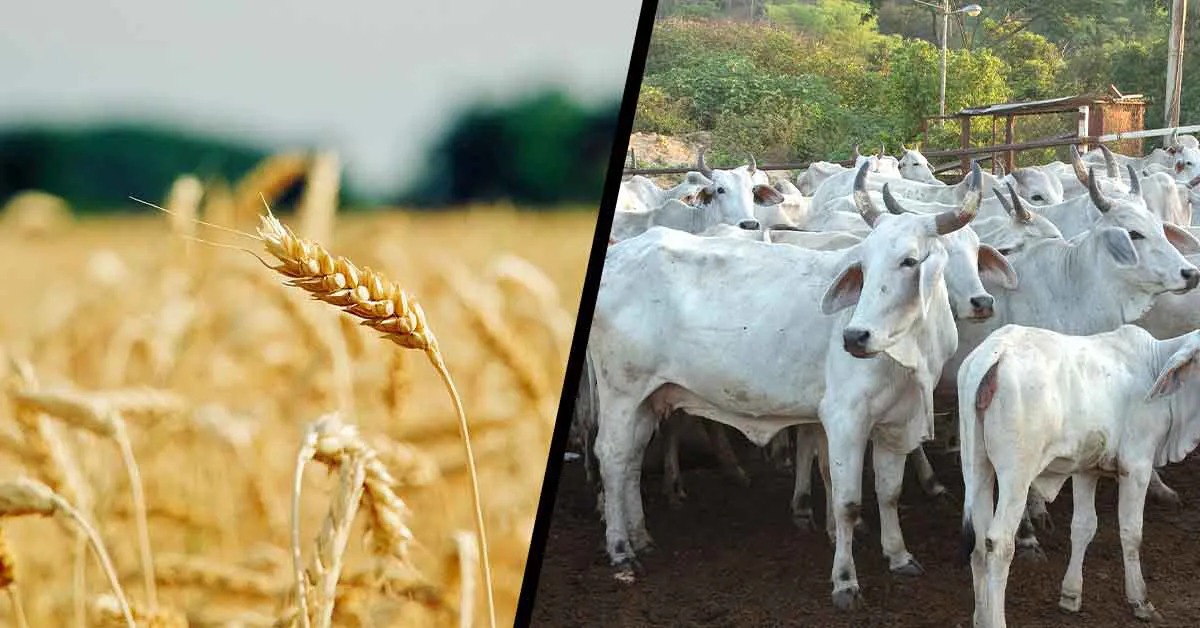 भारत मौसम विज्ञान विभाग द्वारा लागु की गई कृषि एडवाइजरी, कैसे करें फसलों और पशुओं की विशेष देखभाल