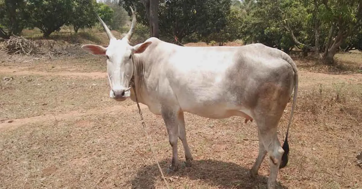 हल्लीकर गाय की विशेषताएँ | दूध उत्पादन, नस्ल की पहचान और पालन