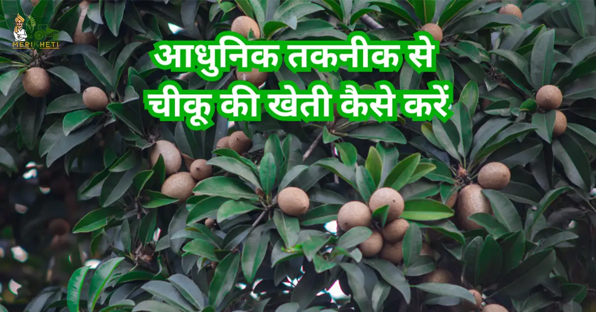 आधुनिक तकनीक से चीकू की खेती कैसे करें: जानें पूरी जानकारी