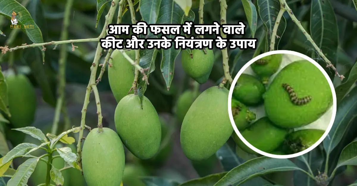 आम की फसल में लगने वाले किट और उनके नियंत्रण के उपाय
