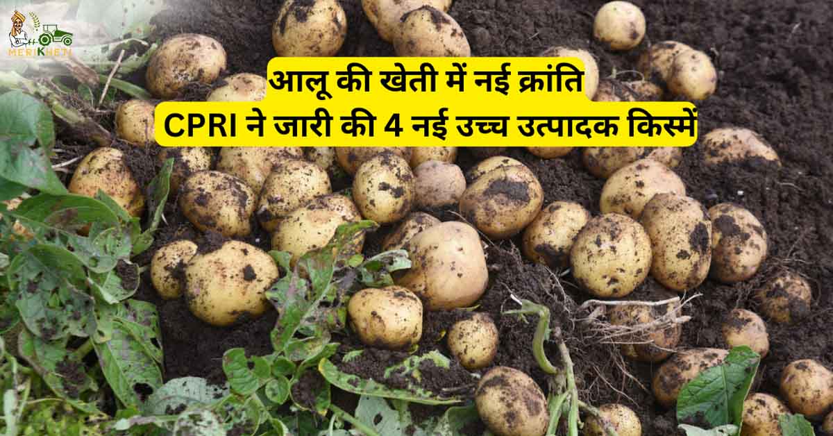 आलू की खेती में नई क्रांति