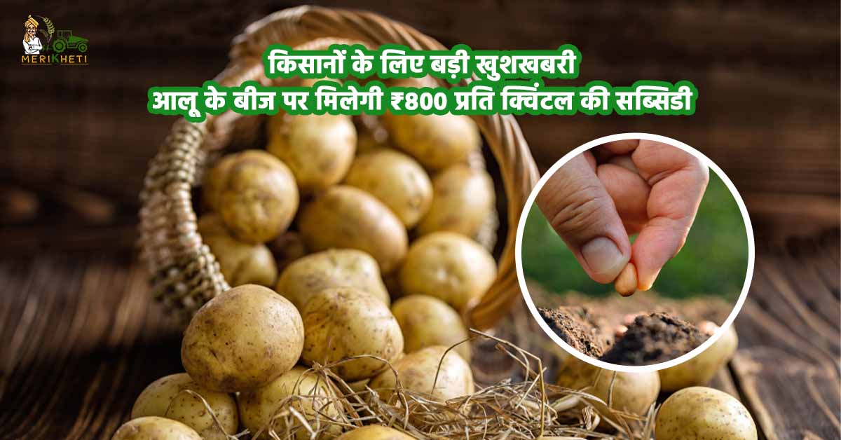 आलू के बीज पर मिलेगी ₹800 प्रति क्विंटल की सब्सिडी