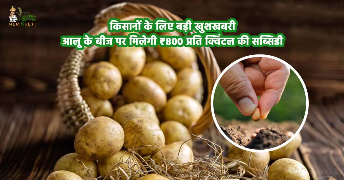 किसानों के लिए बड़ी खुशखबरी: अब आलू के बीज पर मिलेगी ₹800 प्रति क्विंटल की सब्सिडी