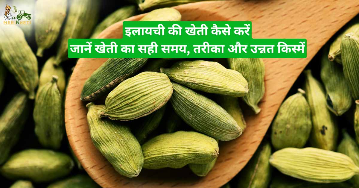 Cardamom Farming: इलायची की खेती कैसे करें जानिए सम्पूर्ण जानकारी