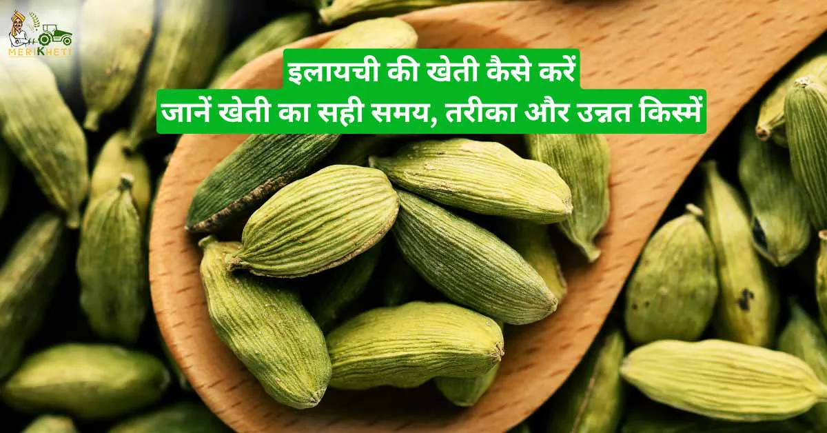 Cardamom Farming: इलायची की खेती कैसे करें जानिए सम्पूर्ण जानकारी