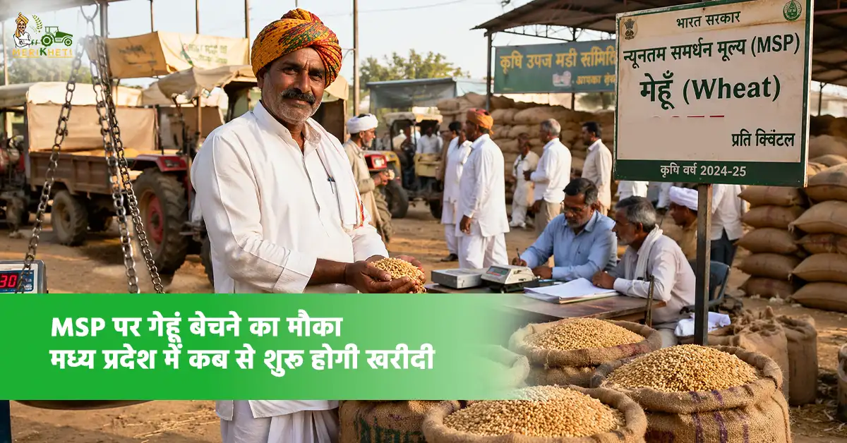 MSP पर गेहूं बेचने का मौका: मध्य प्रदेश में कब से शुरू होगी खरीदी