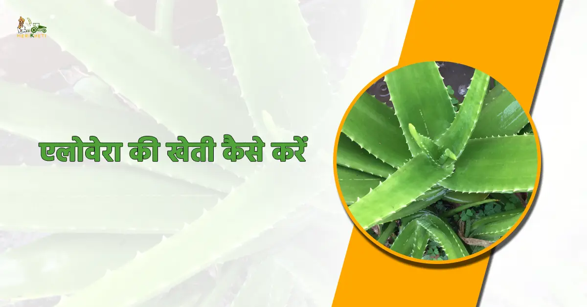 एलोवेरा की खेती कैसे करें: आसान विधि और खेती से कमाई   
