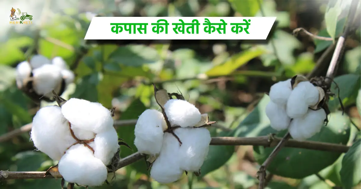 कपास की खेती कैसे करें - जानें, बुआई का सही समय