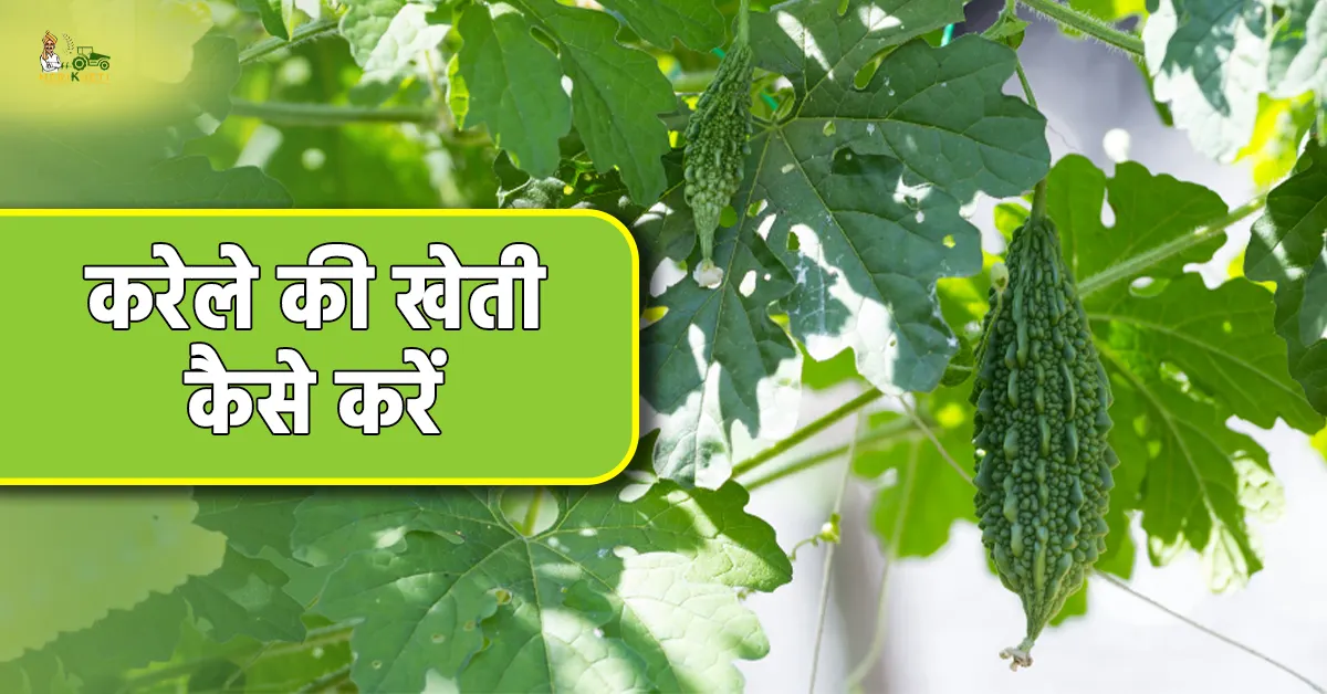 करेले की खेती कैसे करें: होगी लाखों रुपए की कमाई