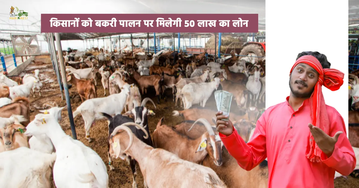 बकरी पालन लोन योजना: किसानों को बकरी पालन पर मिलेगी 50 लाख का लोन
