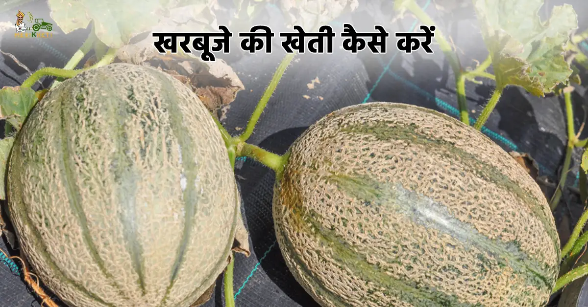 खरबूजे की खेती कैसे करें: कम समय में ज्यादा मुनाफा 