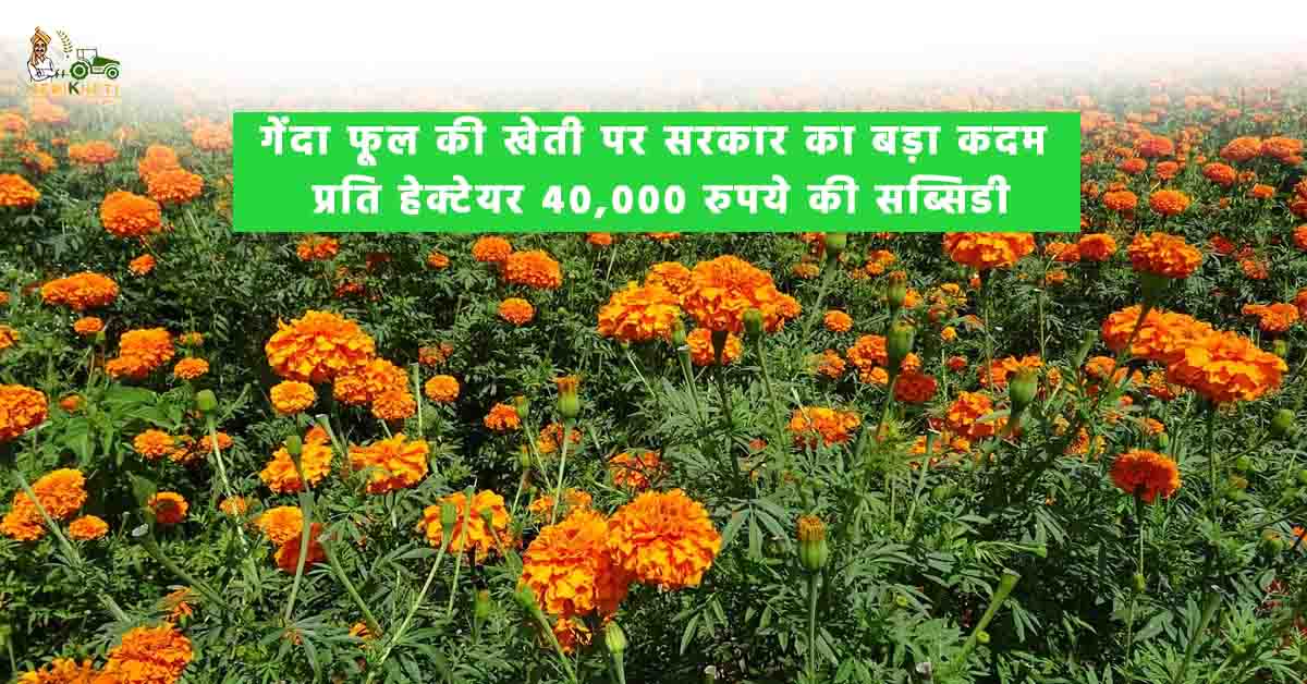 गेंदा फूल की खेती पर सरकार का बड़ा कदम: प्रति हेक्टेयर 40,000 रुपये की सब्सिडी