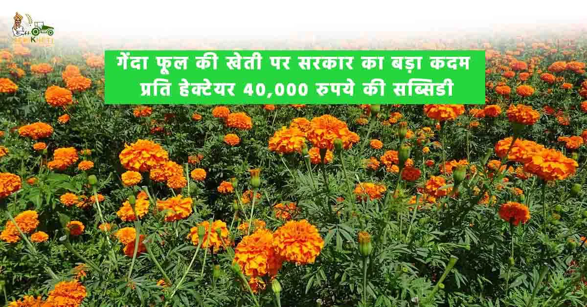 गेंदा फूल की खेती पर सरकार का बड़ा कदम: प्रति हेक्टेयर 40,000 रुपये की सब्सिडी