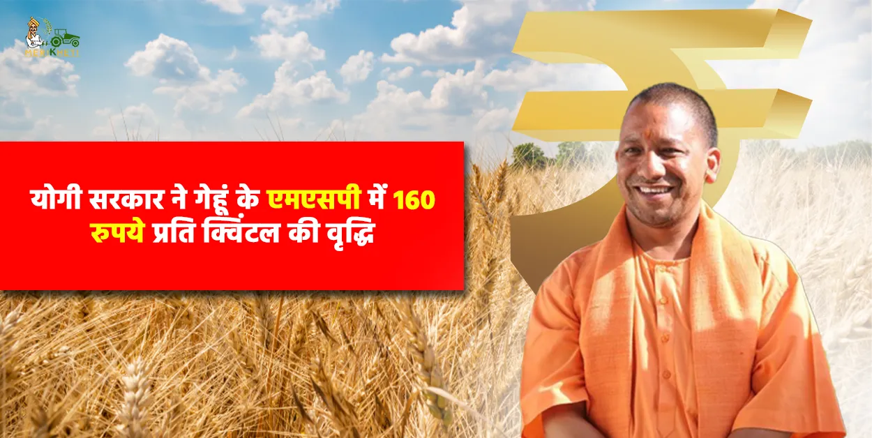यूपी गेहूं किसानों को राहत: सरकार ने गेहूं के एमएसपी में 160 रुपये प्रति क्विंटल की वृद्धि
