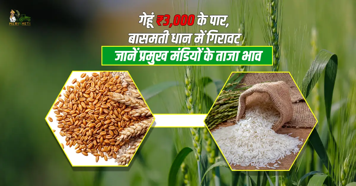 गेहूं ₹3,000 के पार, बासमती धान में गिरावट: जानें प्रमुख मंडियों के ताजा भाव