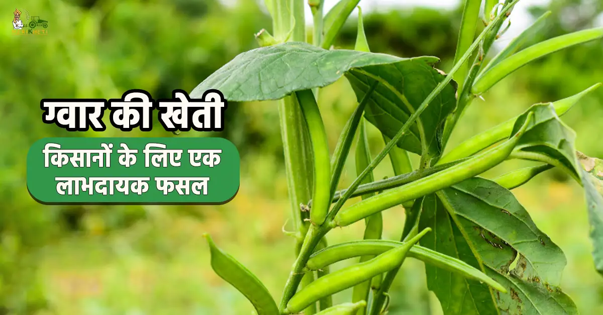ग्वार की खेती कैसे करें: जानें खेती का सही समय और उन्नत किस्में