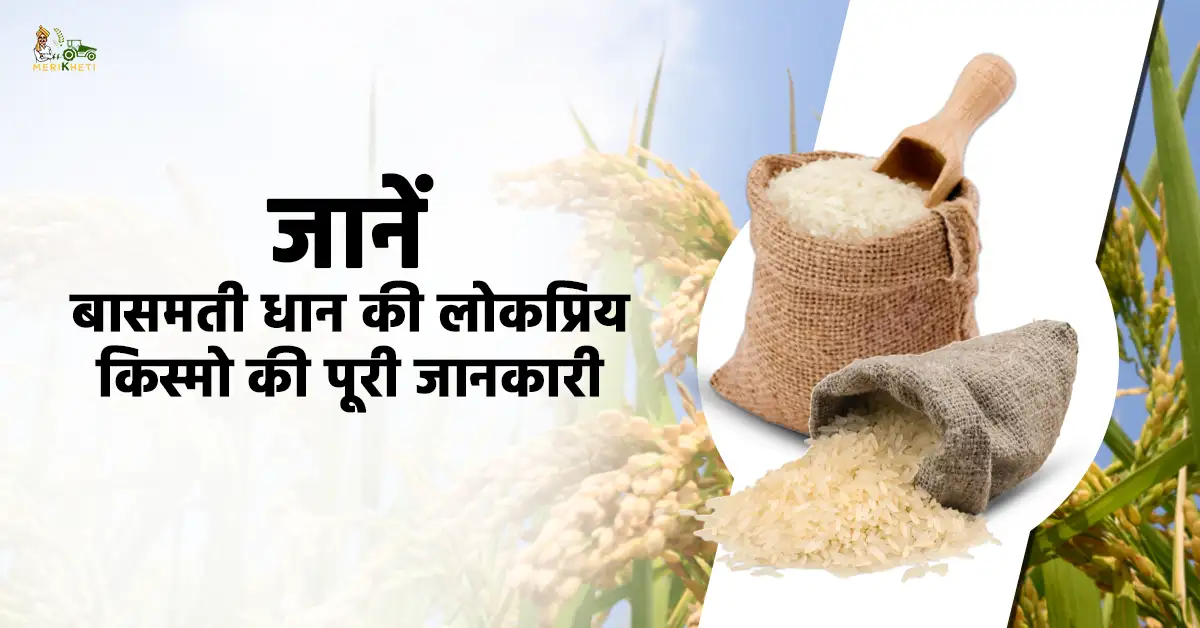 धान की उन्नत किस्में: बासमती और अन्य धान की लोकप्रिय किस्में