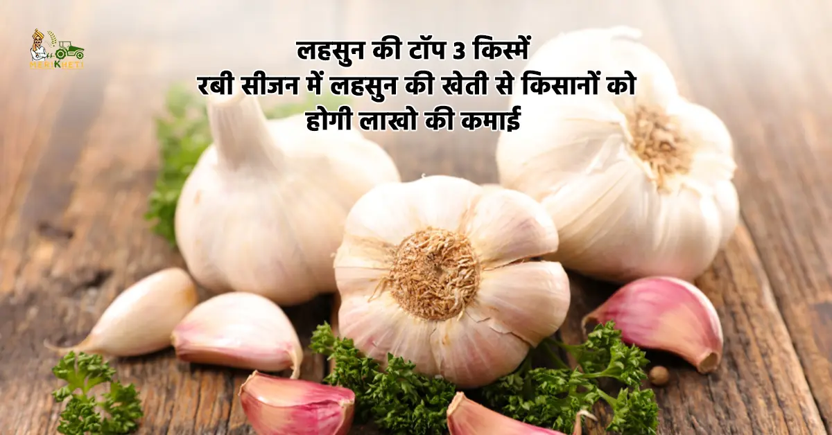 लहसुन की टॉप 3 किस्में: रबी सीजन में लहसुन की खेती से किसानों को होगी लाखो की कमाई