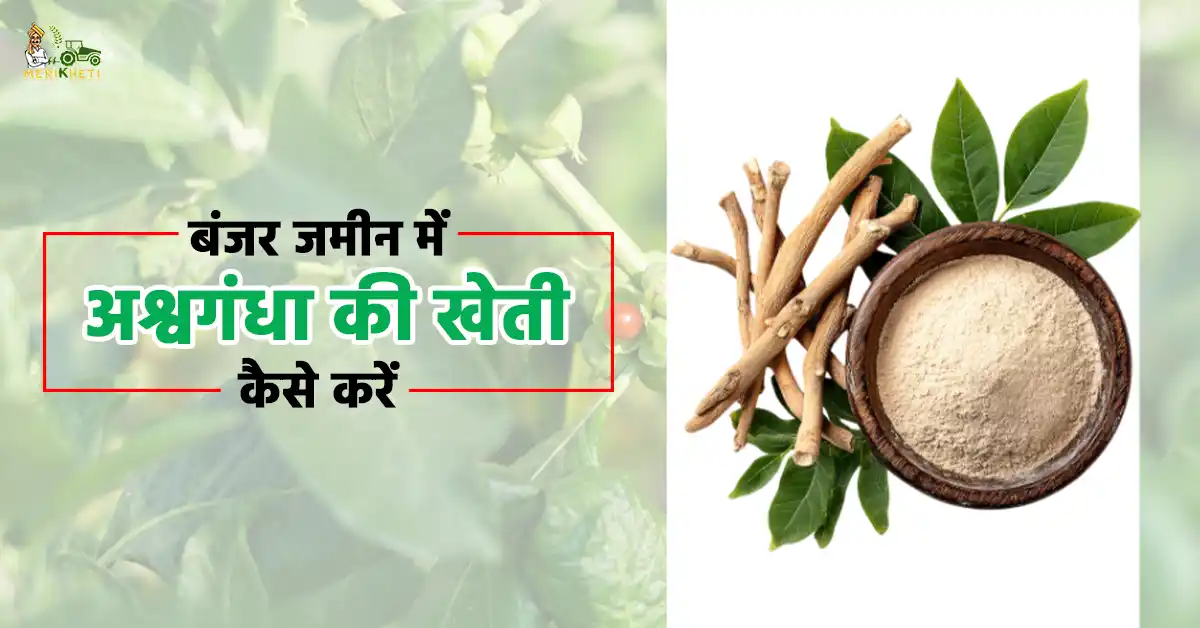 बंजर जमीन में अश्वगंधा की खेती कैसे करें: सही तरीका, समय और उन्नत तकनीकें