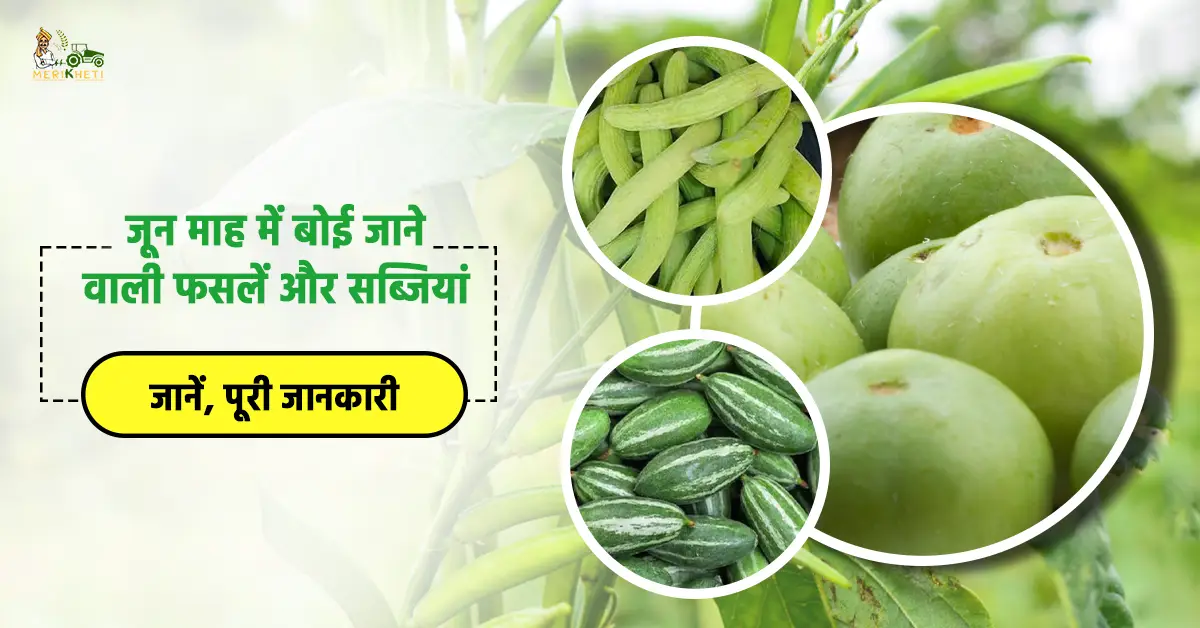 जून में बोई जाने वाली फसलें और सब्जियां: किसानों के लिए सही समय पर बुवाई की सलाह